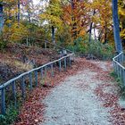 Herbst im Affenwald