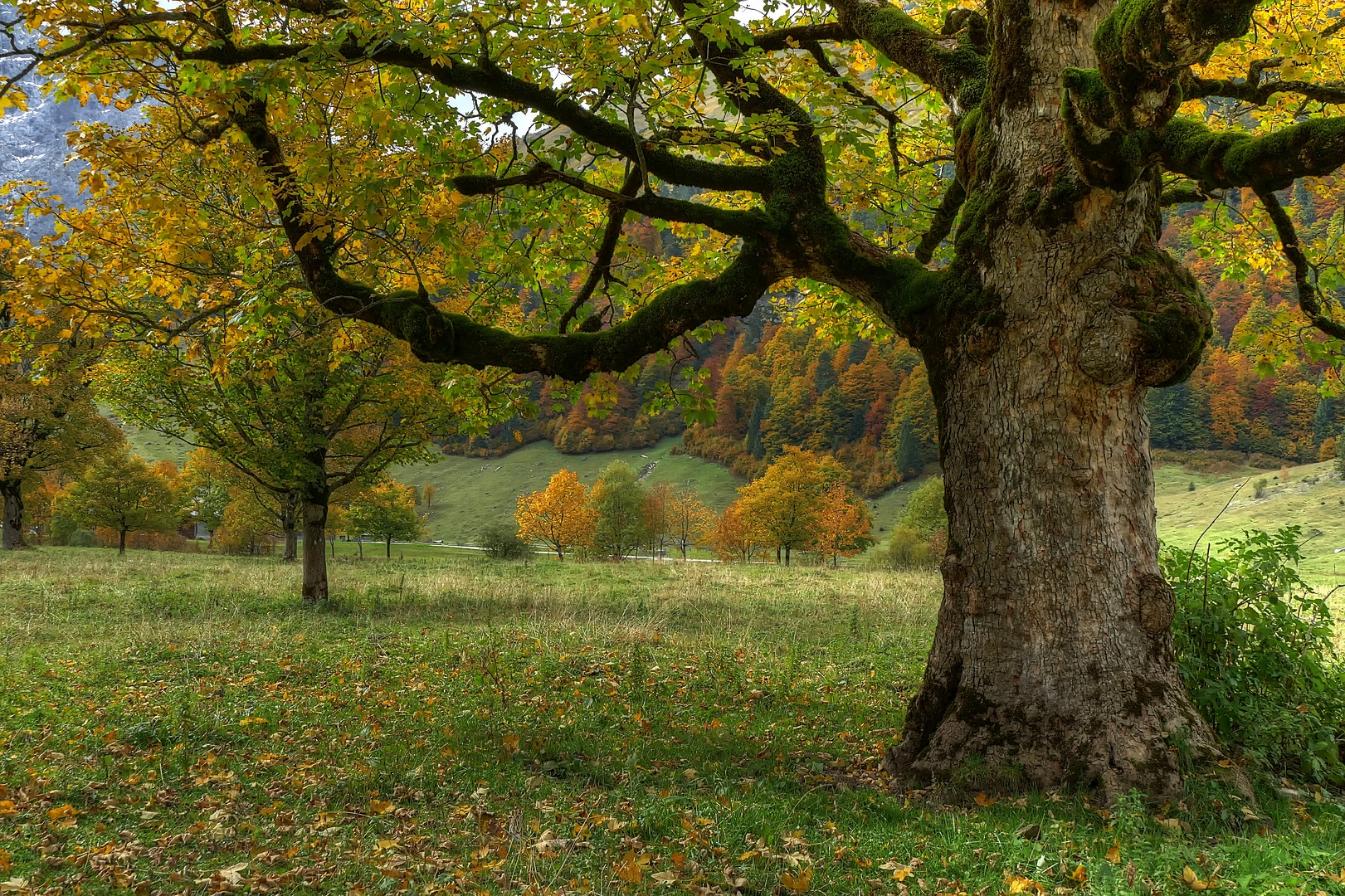 Herbst im Ahornboden