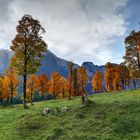 Herbst im Ahornboden