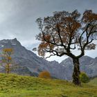 Herbst im Ahornboden