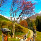 Herbst im Ahrntal-Südtirol