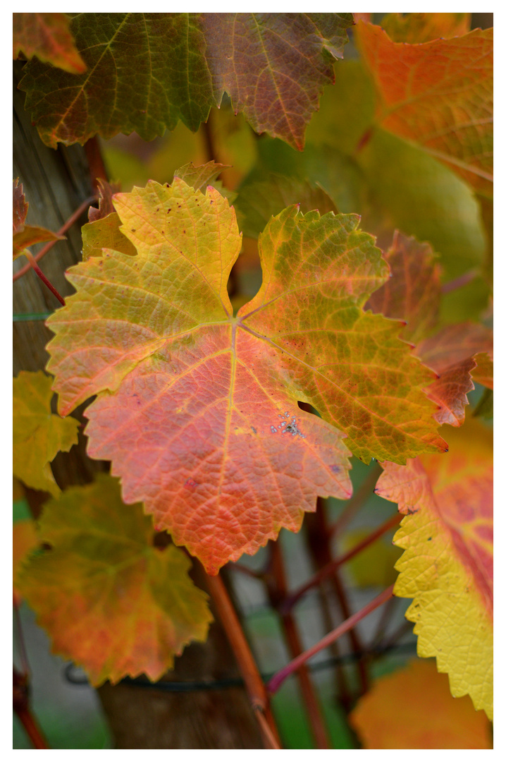 Herbst im Ahrtal