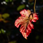 Herbst im Ahrtal