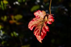 Herbst im Ahrtal