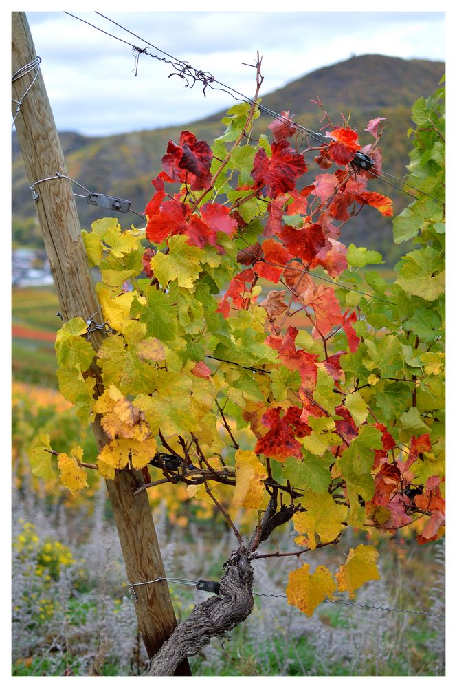 Herbst im Ahrtal