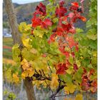 Herbst im Ahrtal