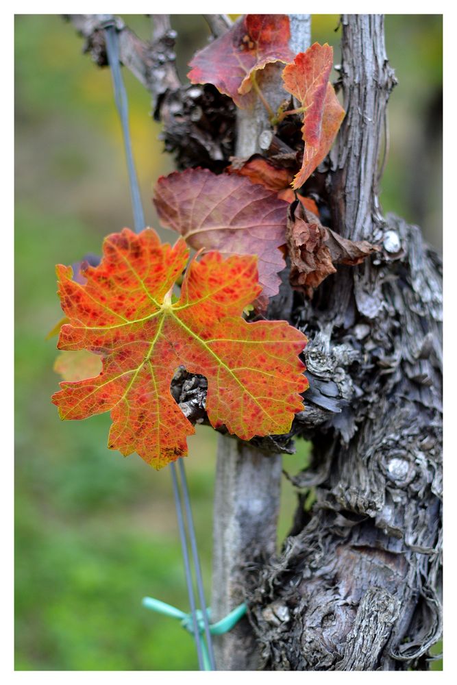 Herbst im Ahrtal