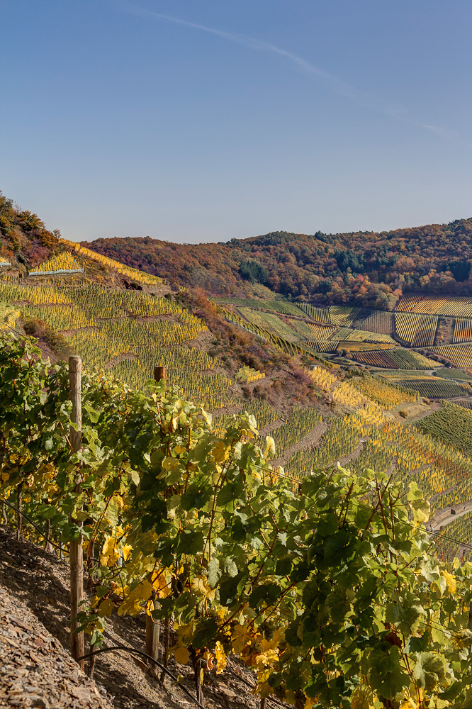 Herbst im Ahrtal III