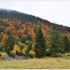 Herbst im Allgäu (2)