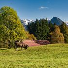 Herbst im Allgäu 5