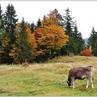 Herbst im Allgäu