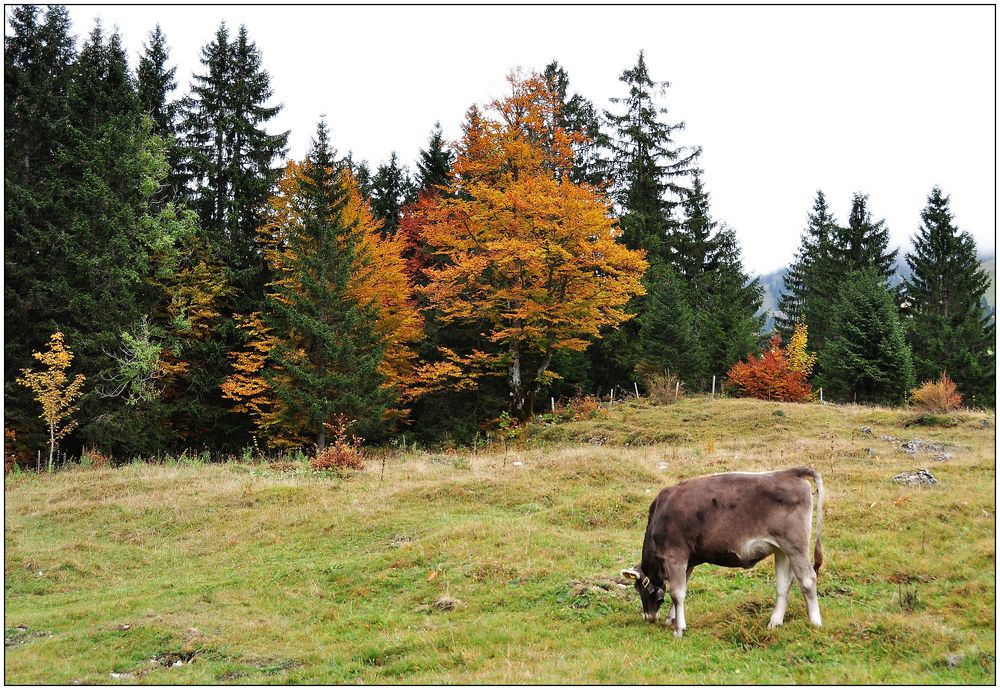 Herbst im Allgäu