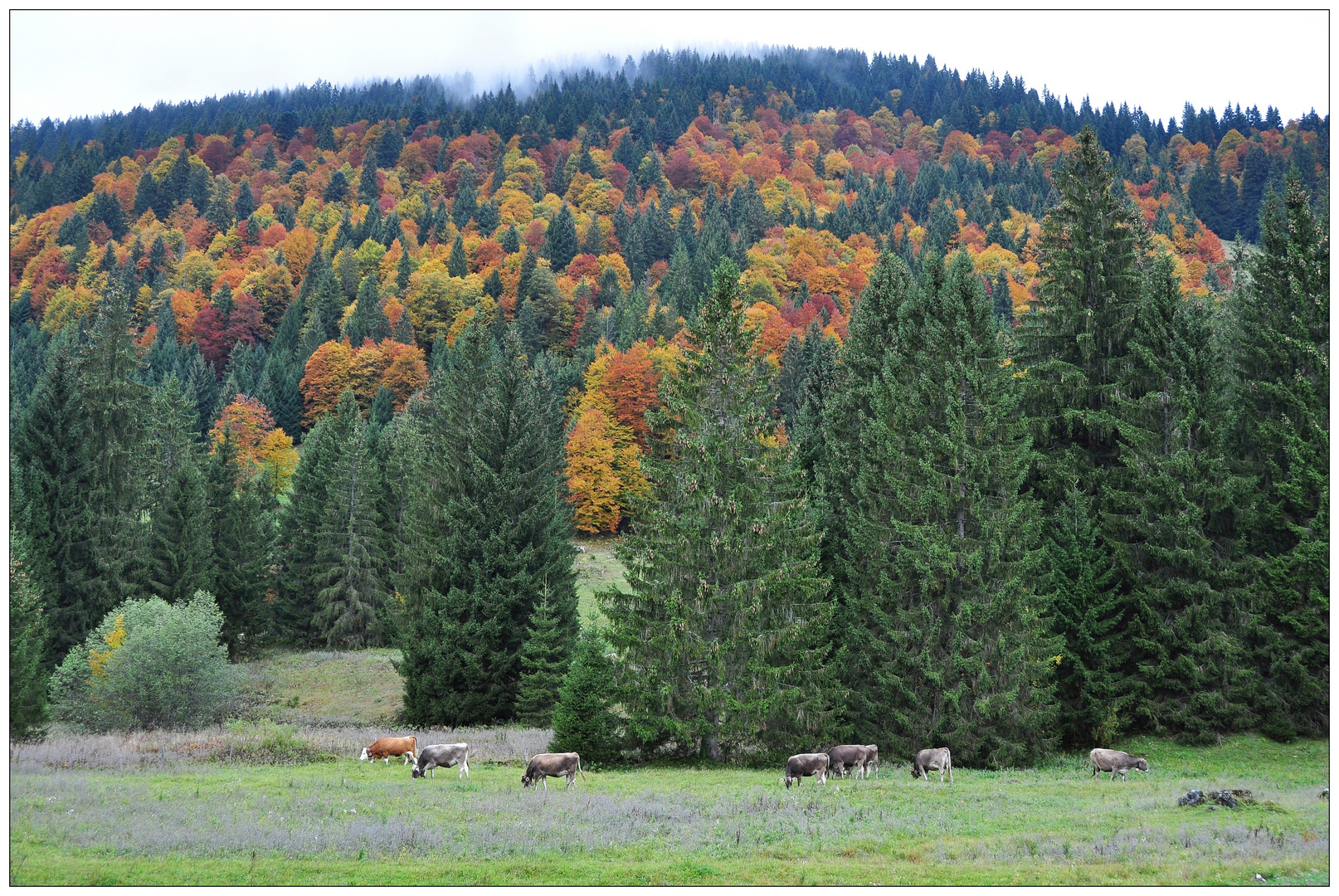 Herbst im Allgäu