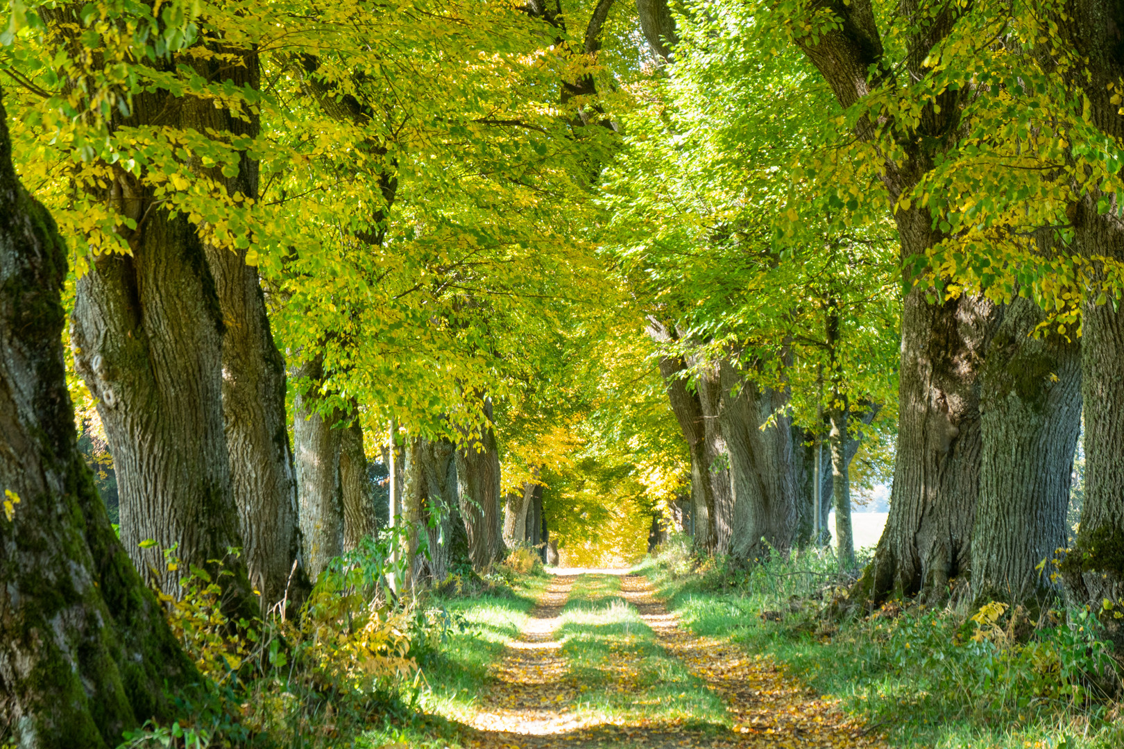 Herbst im Allgäu