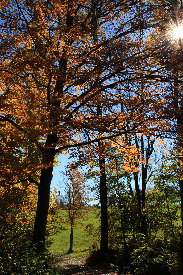 Herbst im Allgäu II