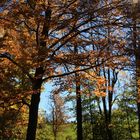 Herbst im Allgäu II