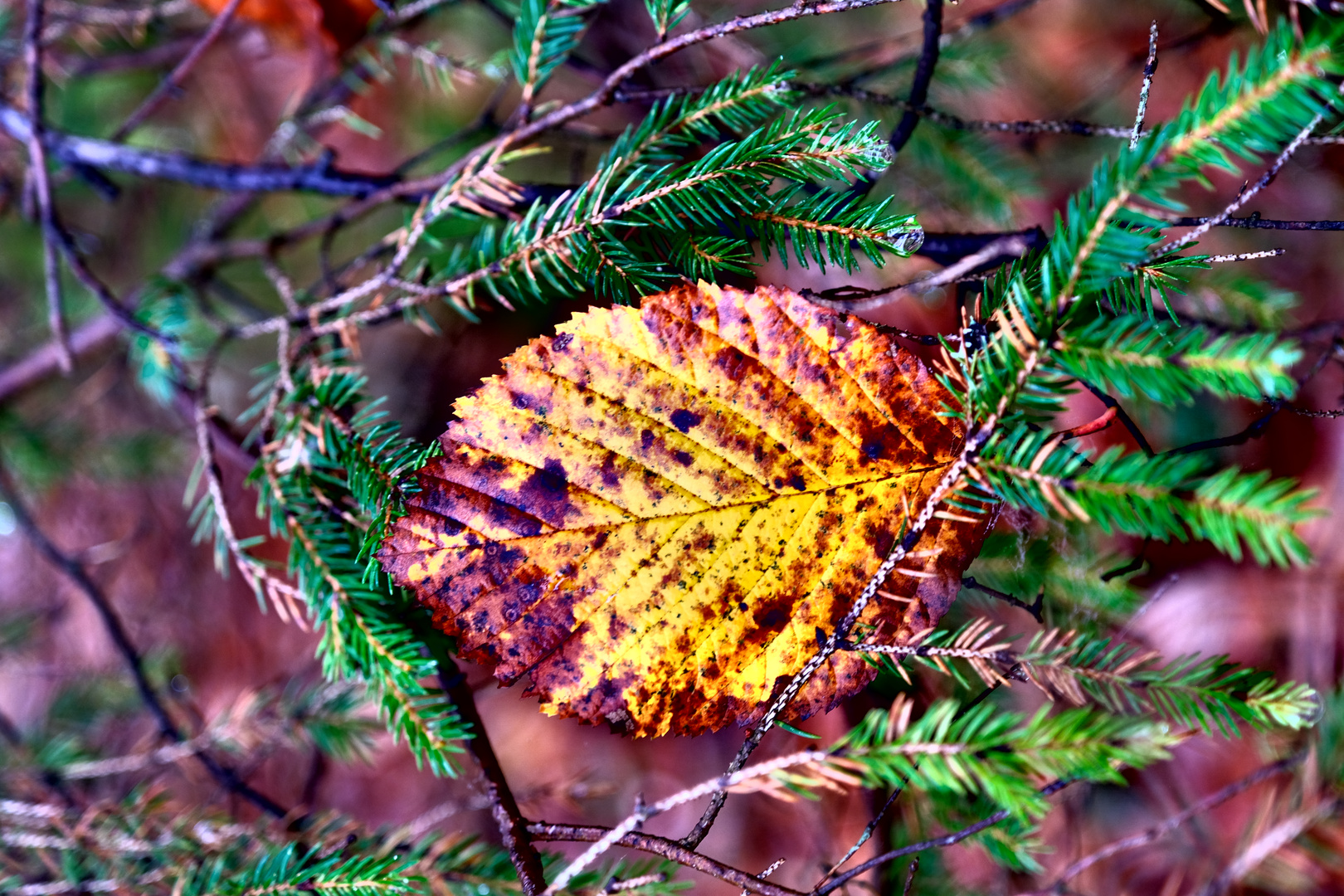 Herbst im Almtal