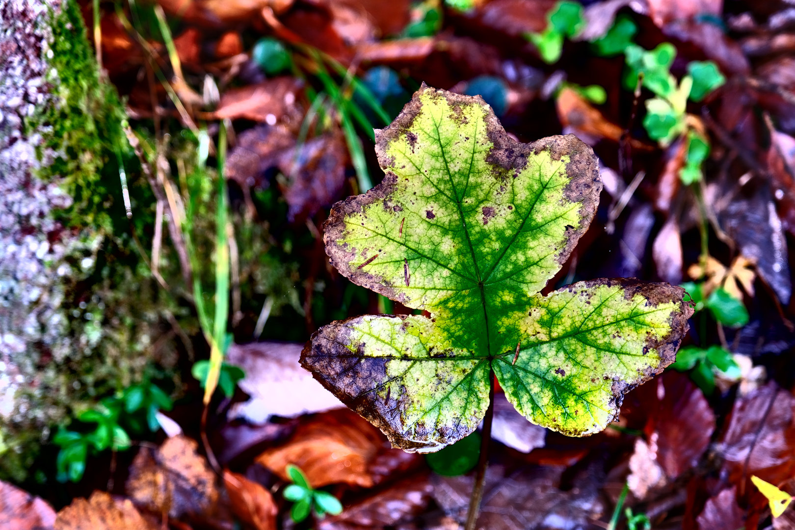 Herbst im Almtal - Laub