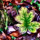 Herbst im Almtal - Laub