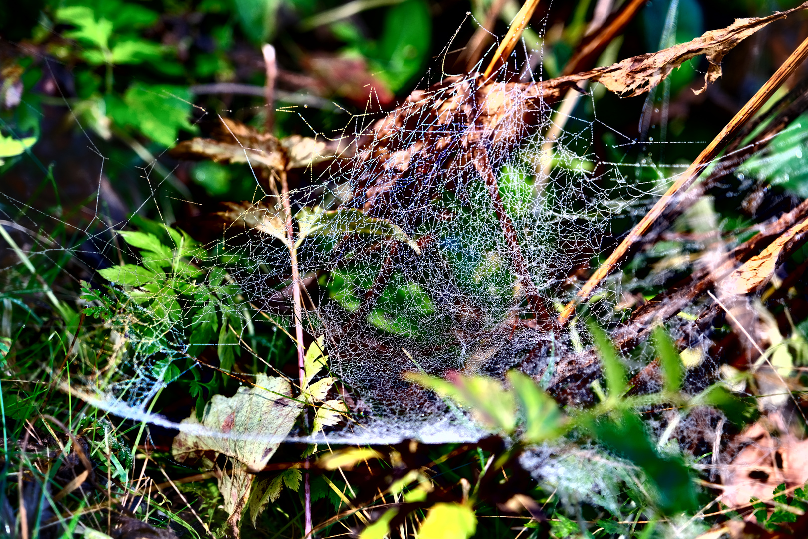 Herbst im Almtal - Spinnennetz