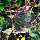 Herbst im Almtal - Spinnennetz