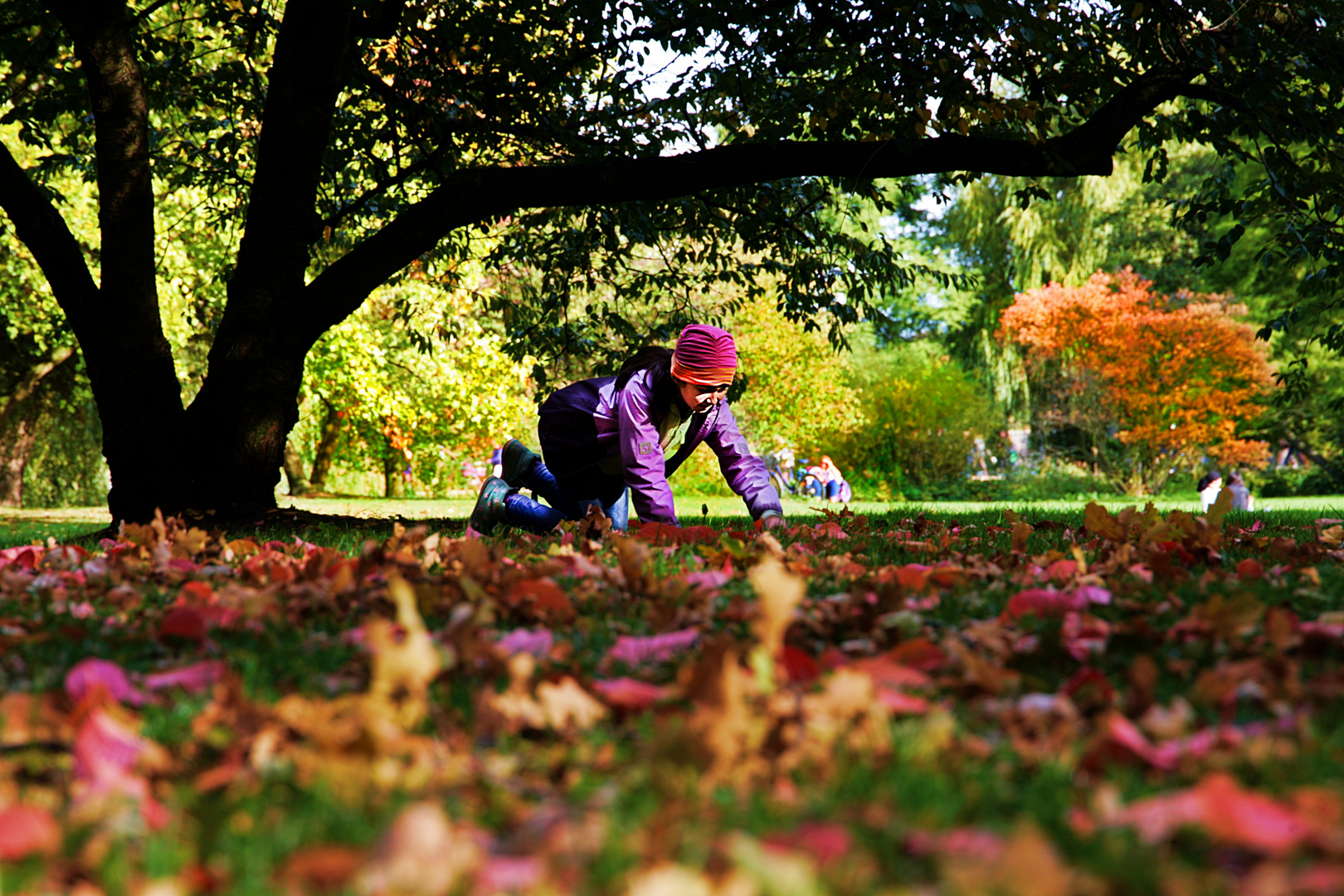 Herbst im Alsterpark: Auf der Suche nach Haselnüssen