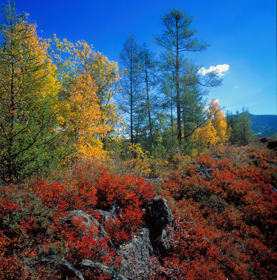 Herbst im Altai