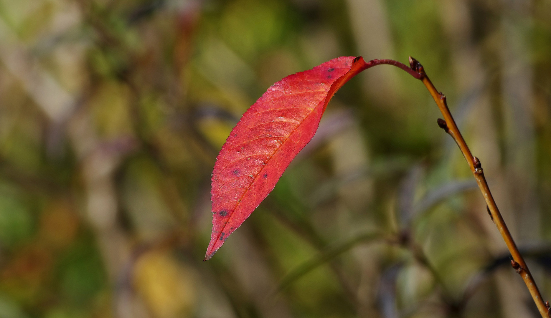 ...Herbst im alten Steinbruch