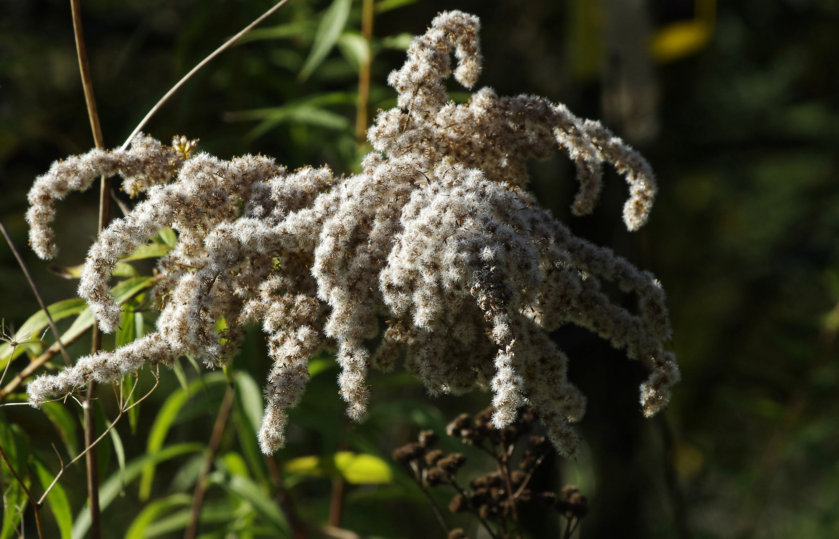 ...Herbst im alten Steinbruch