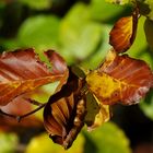 ...Herbst im alten Steinbruch