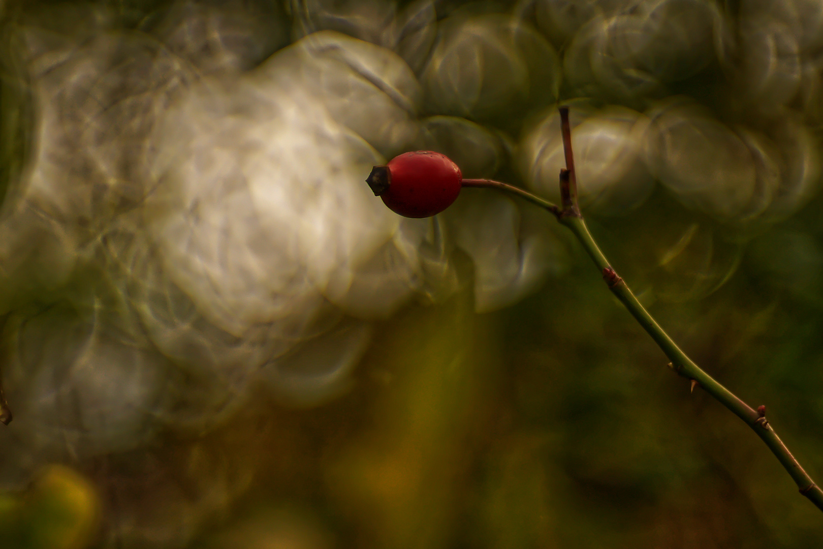 Herbst im Altglascontainer