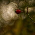 Herbst im Altglascontainer