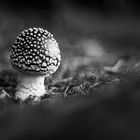 Herbst im Altglascontainer