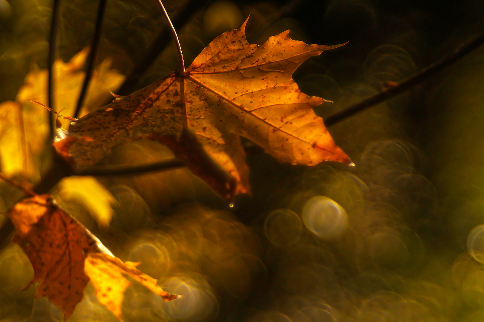 Herbst im Altglascontainer