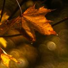 Herbst im Altglascontainer