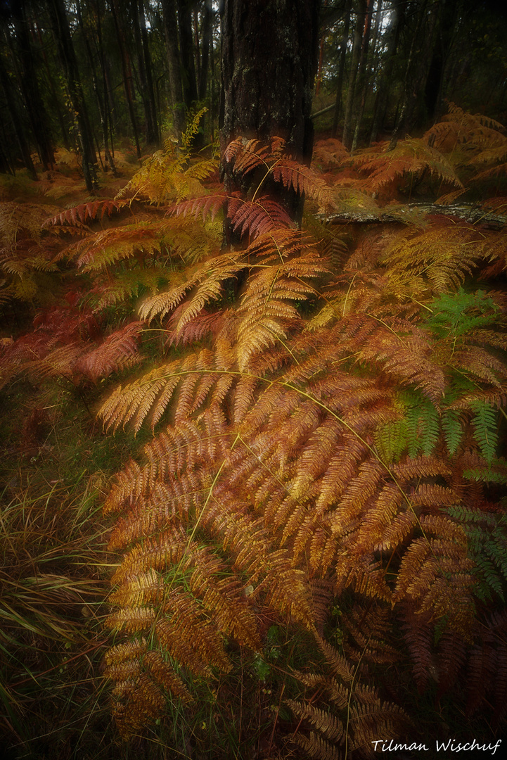 Herbst im Altwald