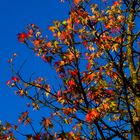 Herbst im Amberbaum