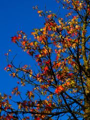 Herbst im Amberbaum
