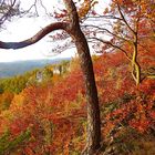 Herbst im Amberg-Sulzbacher Land/Bayern