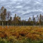 Herbst im Anklamer Stadtbruch