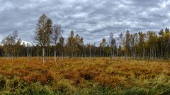 Herbst im Anklamer Stadtbruch