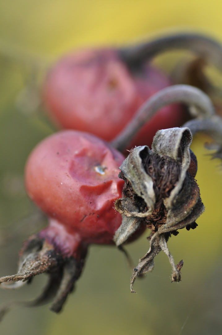 Herbst im Anmarsch