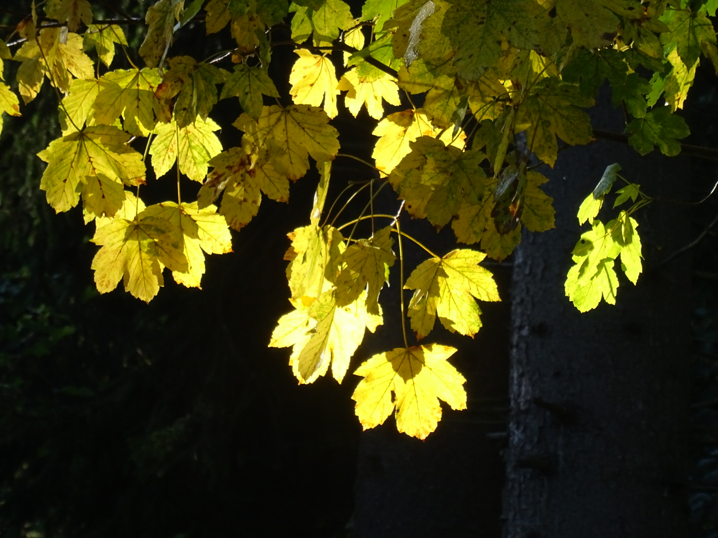 Herbst im Anmarsch 