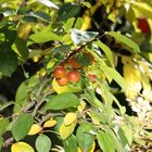 Herbst im Apfelbaum