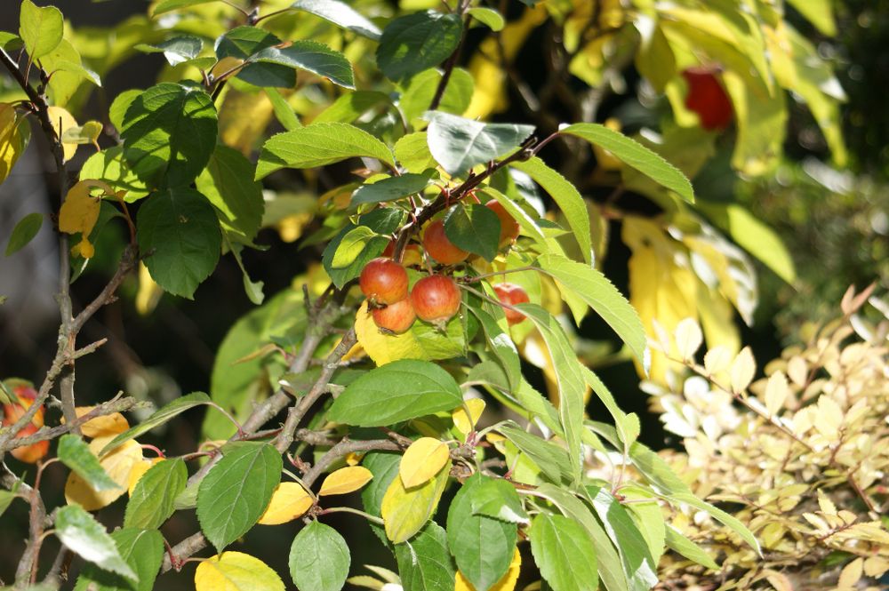 Herbst im Apfelbaum