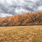 Herbst im Arboretum