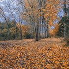 Herbst im Arboretum