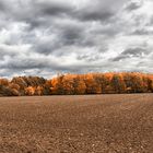 Herbst im Arboretum