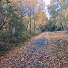 Herbst im Arboretum