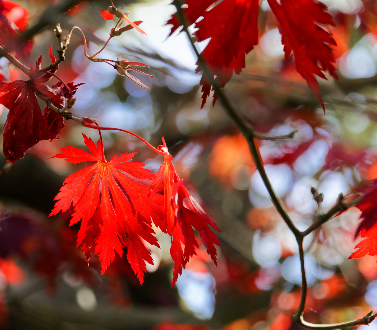 Herbst im Arboretum